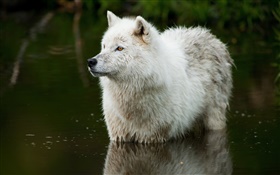 Lobo no rio HD Papéis de Parede