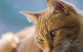 olhos amarelos gato, cara HD Papéis de Parede