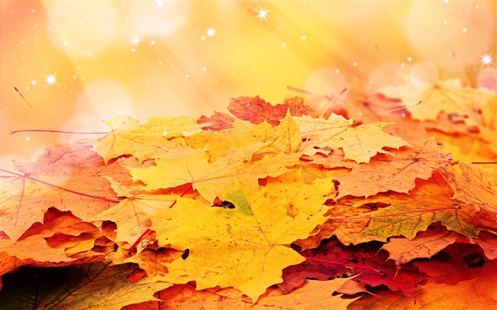 Folhas amarelas, outono, estrelas Papéis de Parede, imagem