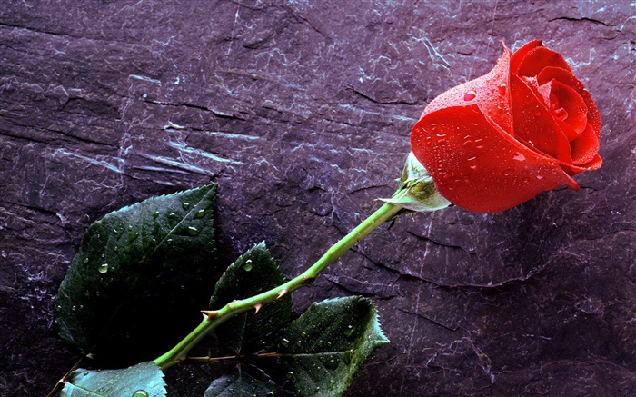 Uma rosa vermelha, gotas da água Papéis de Parede, imagem