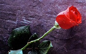 Uma rosa vermelha, gotas da água
