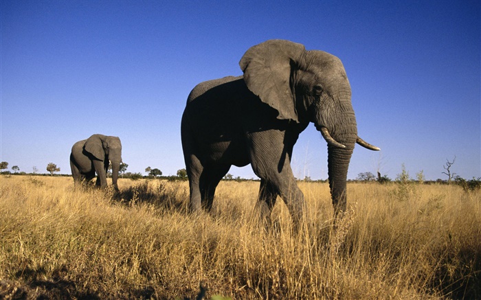 elefante africano Papéis de Parede, imagem