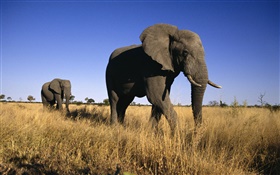 elefante africano HD Papéis de Parede