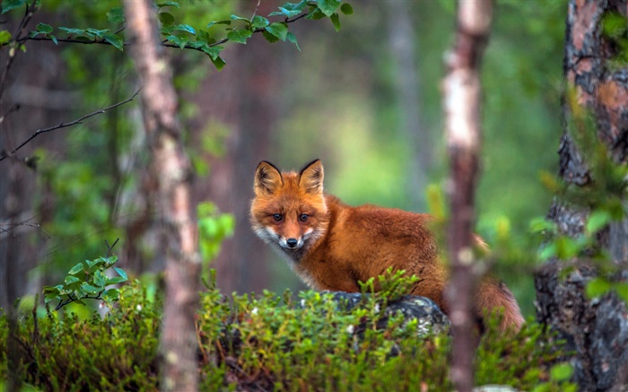 fox animal na floresta Papéis de Parede, imagem