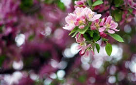 árvore de maçã, flores cor de rosa, primavera, bokeh