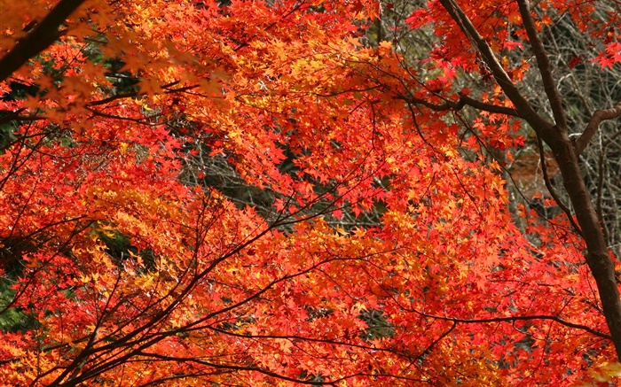 Outono, folhas de bordo bonitas, cor vermelha, árvores Papéis de Parede, imagem