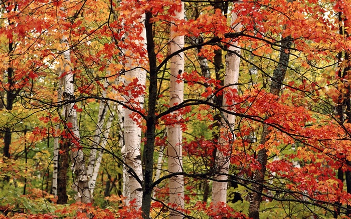 Outono, floresta, vidoeiro, folhas vermelhas Papéis de Parede, imagem