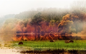 Outono, floresta, árvores, lagoa, folha, névoa, manhã