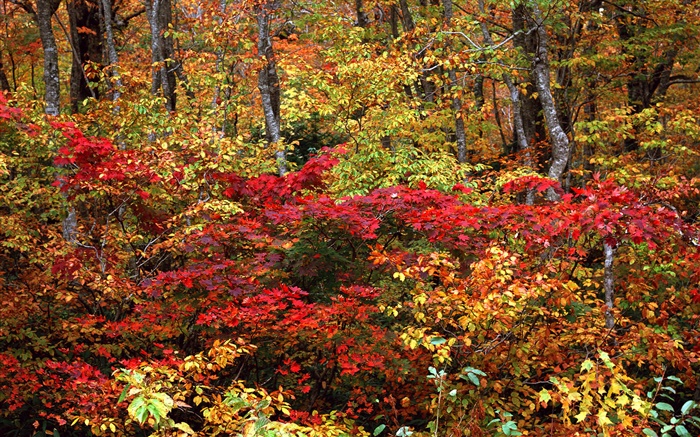 Floresta do outono, galhos, folhas vermelhas e amarelas Papéis de Parede, imagem