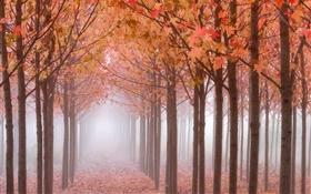 Manhã do outono, árvores, folhas de bordo vermelhas, nevoeiro