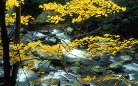Outono, cenário da natureza, folhas amarelas, árvores, riacho