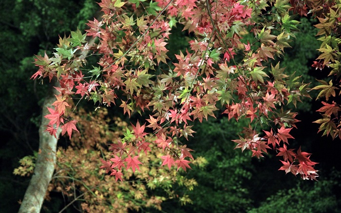 Outono, árvore, folhas de plátano verdes e vermelhas Papéis de Parede, imagem