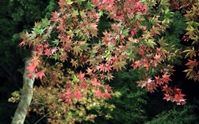 Outono, árvore, folhas de plátano verdes e vermelhas HD Papéis de Parede