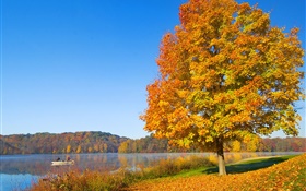 Outono, árvore, folhas amarelas, rio HD Papéis de Parede
