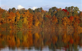 Outono, árvores, rio HD Papéis de Parede