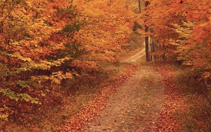 Outono, árvores, estrada, folhas vermelhas Papéis de Parede, imagem