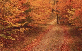 Outono, árvores, estrada, folhas vermelhas