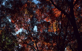 Outono, árvores, vista de cima, folhas de bordo