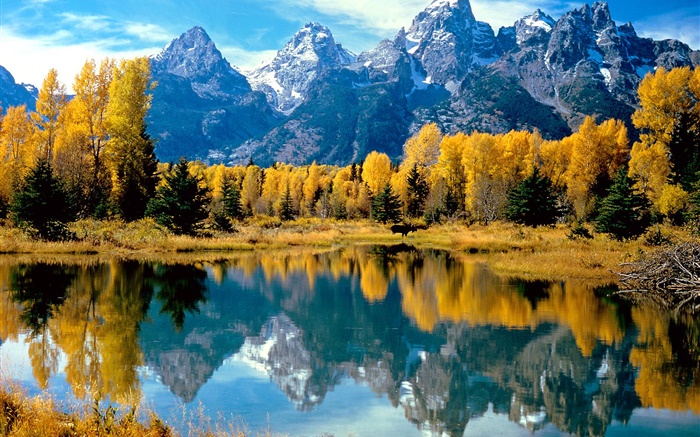 Outono, árvores, amarelo, lago, montanha Papéis de Parede, imagem