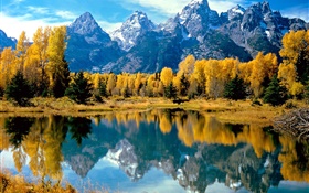 Outono, árvores, amarelo, lago, montanha