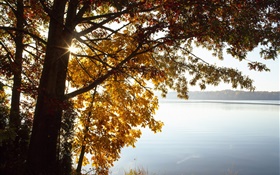 Outono, folhas amarelas árvore, lago, sol