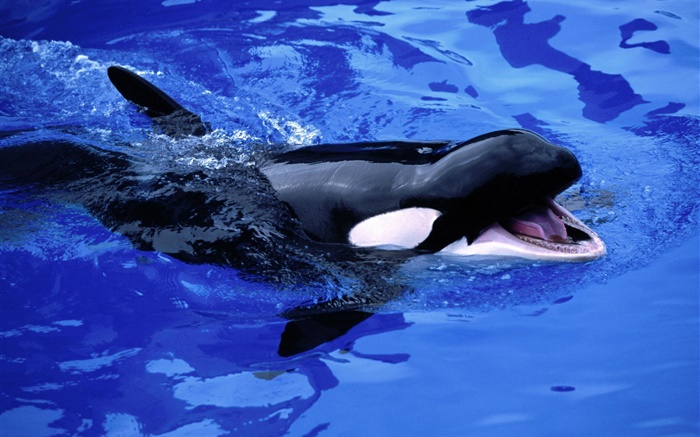 baleia bebê, baleia assassina, água do mar azul Papéis de Parede, imagem