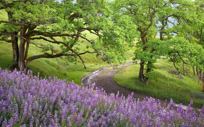 Bald Hills, Parque Nacional Redwoods, EUA, árvores, flores silvestres Papéis de Parede, imagem