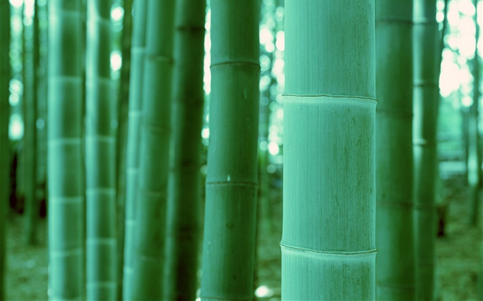 Bamboo close-up, bokeh Papéis de Parede, imagem
