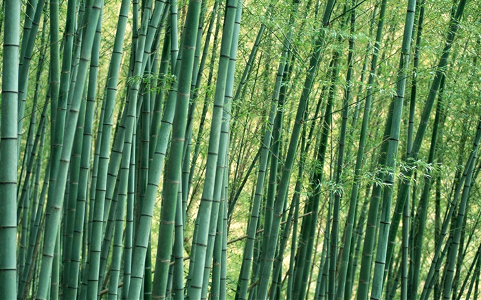 Bamboo close-up, floresta, verão Papéis de Parede, imagem