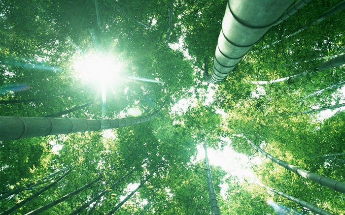 floresta de bambu, olhar para cima, luz do sol, folhas verdes Papéis de Parede, imagem