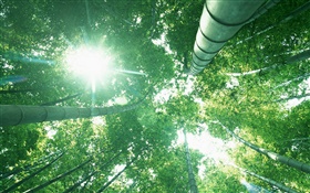 floresta de bambu, olhar para cima, luz do sol, folhas verdes