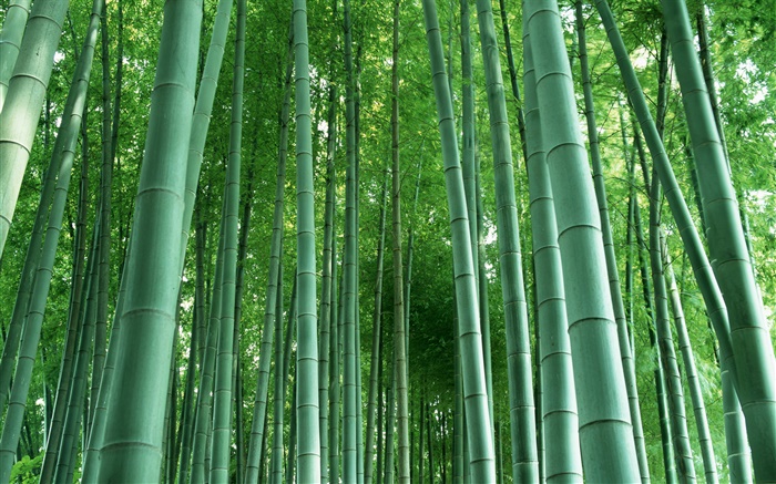 Floresta de bambu Papéis de Parede, imagem