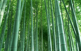 Floresta de bambu HD Papéis de Parede