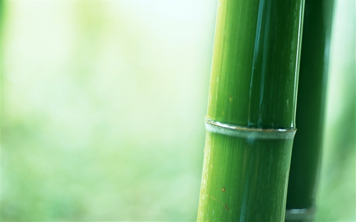 Bamboo close-up parcial Papéis de Parede, imagem