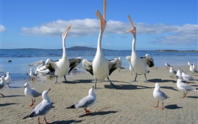 Praia, gaivotas, aves marinhas