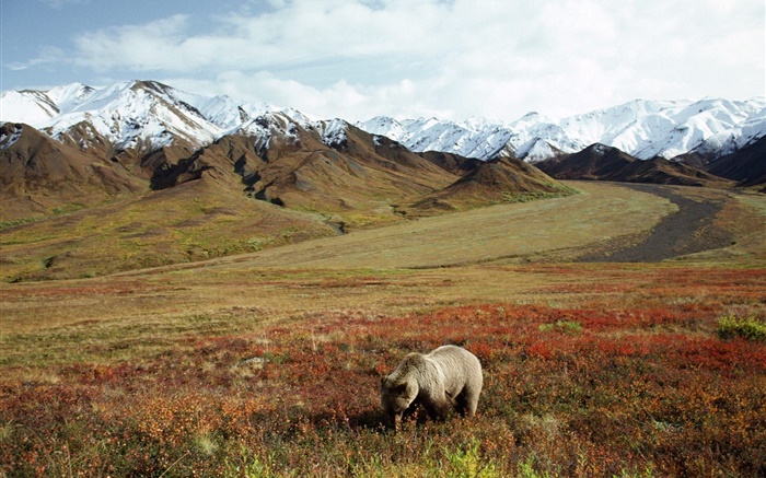 Urso na grama, montanhas Papéis de Parede, imagem