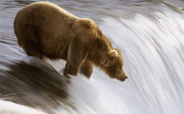 Urso na água, alimentos caça Papéis de Parede, imagem