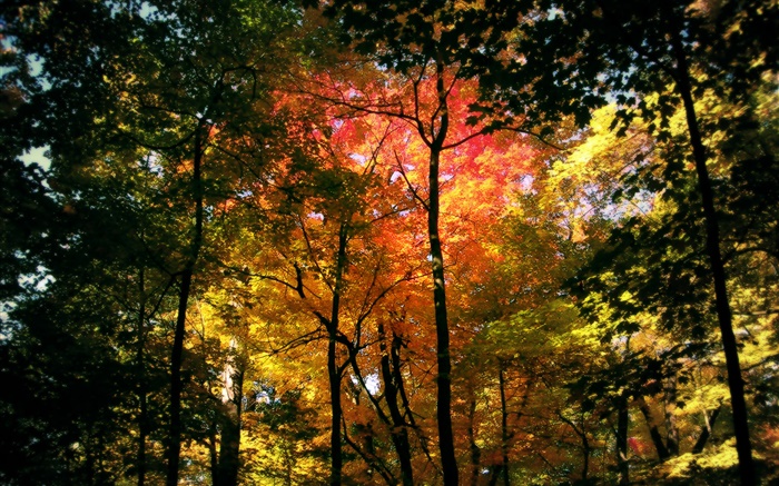 floresta bonita do outono, folhas vermelhas Papéis de Parede, imagem