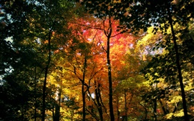 floresta bonita do outono, folhas vermelhas HD Papéis de Parede