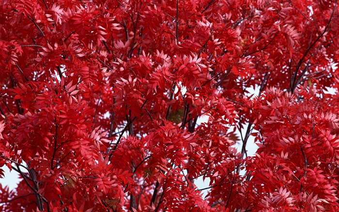 bonita do outono, folhas vermelhas, árvores, floresta Papéis de Parede, imagem