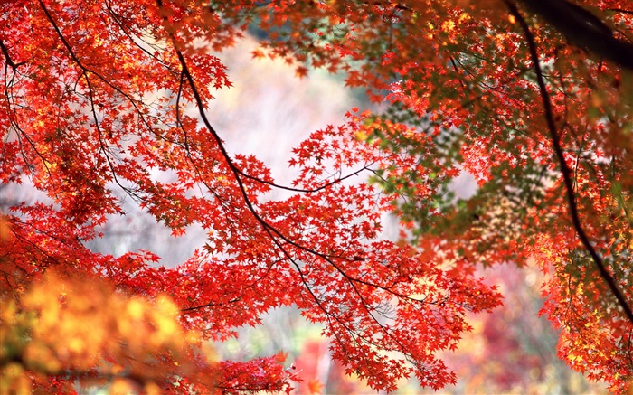 outono, árvore, galhos, folhas de bordo bonita vermelho Papéis de Parede, imagem