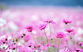 As flores bonitas Kosmeya, bokeh HD Papéis de Parede