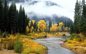 Paisagem bonita da natureza, floresta, árvores, névoa, rio, outono
