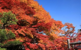 Belas vermelhas do outono, folhas, árvores