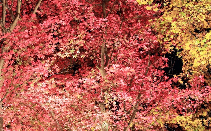As folhas vermelhas bonitas, árvore de bordo, outono Papéis de Parede, imagem