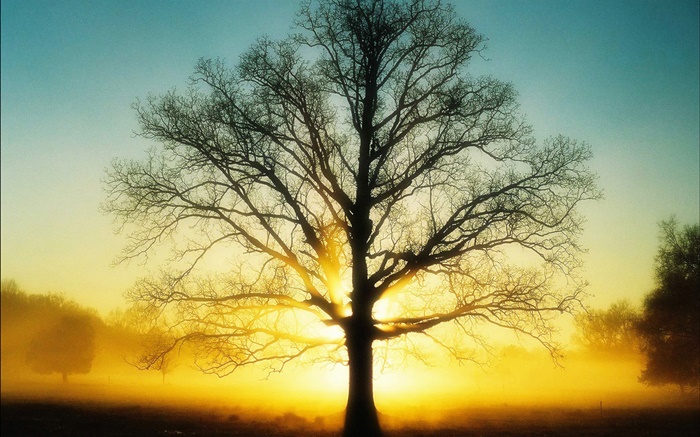 Belo nascer do sol, árvore, sol, amanhecer Papéis de Parede, imagem