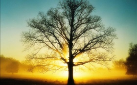 Belo nascer do sol, árvore, sol, amanhecer