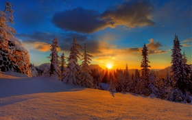 Belo pôr do sol, inverno, neve, árvores, crepúsculo