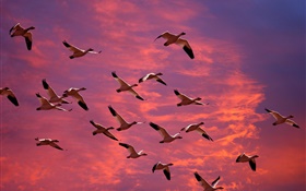 gansos selvagens grande no céu vermelho, pôr do sol HD Papéis de Parede