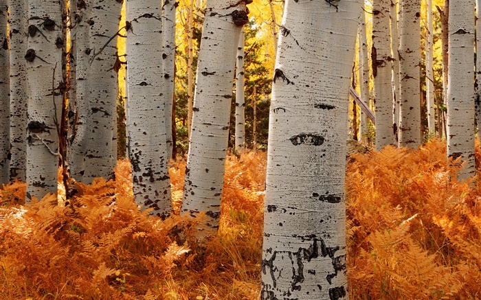 Árvores de vidoeiro, floresta, outono Papéis de Parede, imagem